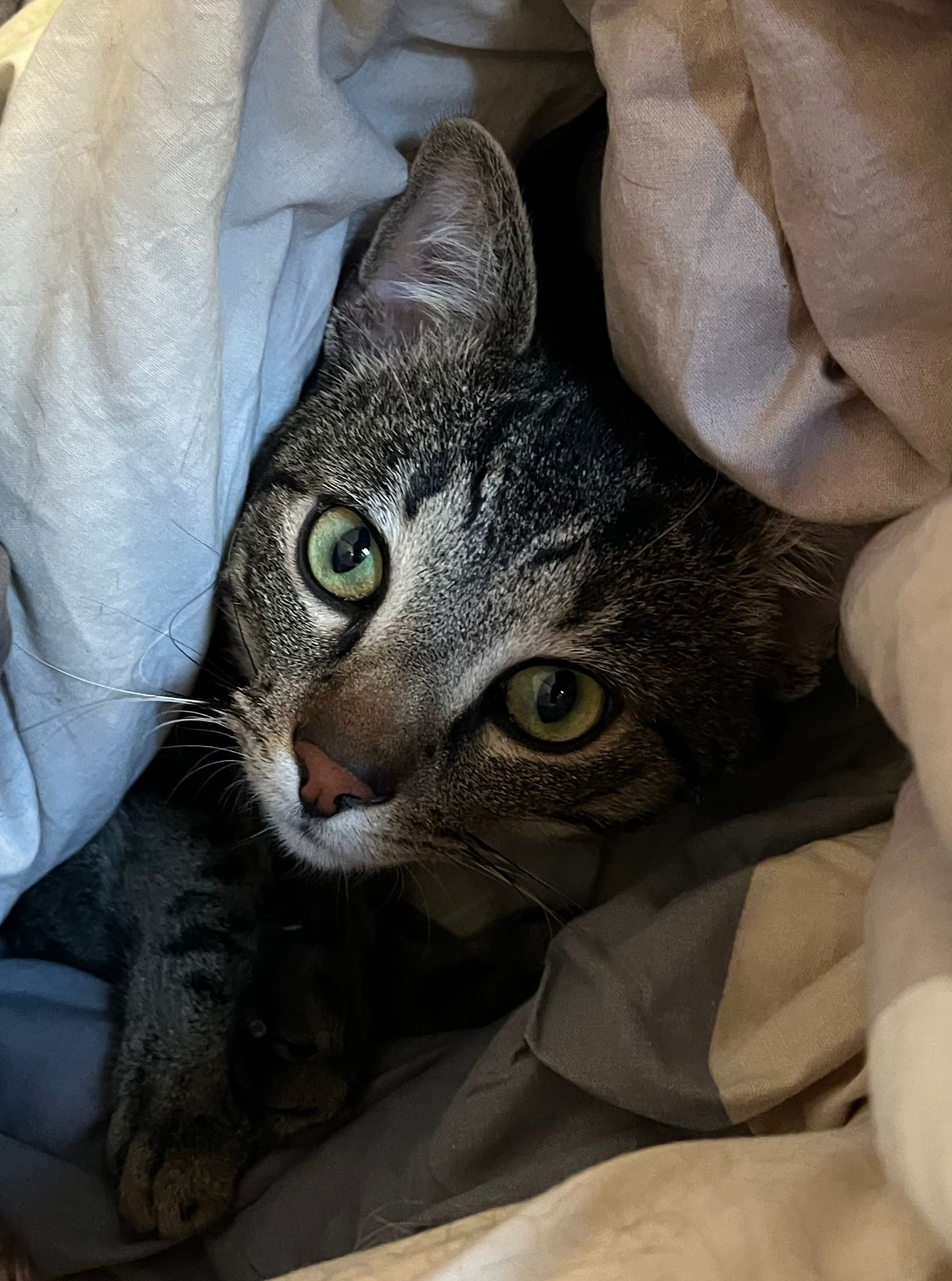 Milli